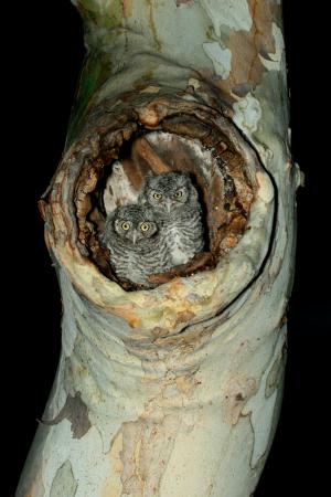 Photo (5): Whiskered Screech-Owl