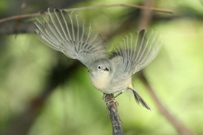 Photo (8): Virginia's Warbler