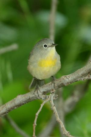 Photo (7): Virginia's Warbler