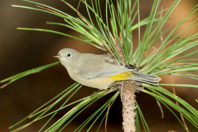Photo (2): Virginia's Warbler