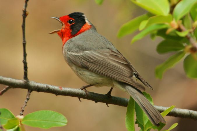 Photo (1): Red-faced Warbler