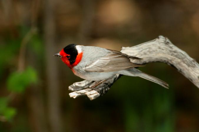 Photo (7): Red-faced Warbler