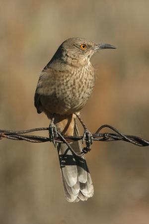 Photo (1): Bendire's Thrasher