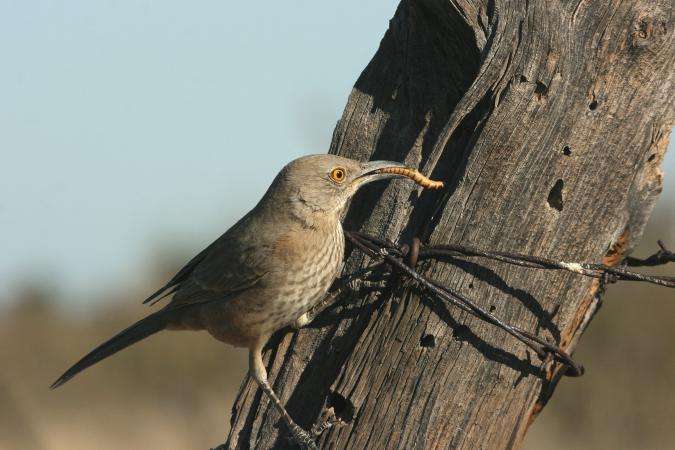 Photo (6): Bendire's Thrasher