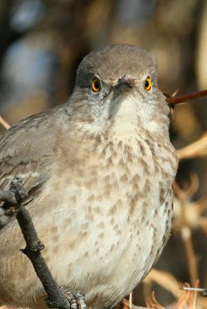 Photo (7): Bendire's Thrasher