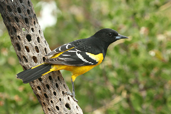 Photo (6): Scott's Oriole