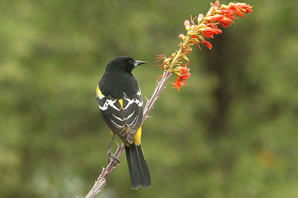 Photo (7): Scott's Oriole