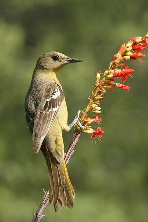 Photo (5): Scott's Oriole
