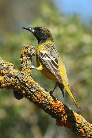 Photo (16): Scott's Oriole