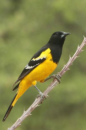Photo (10): Scott's Oriole