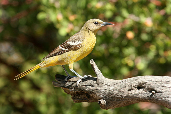 Photo (2): Scott's Oriole