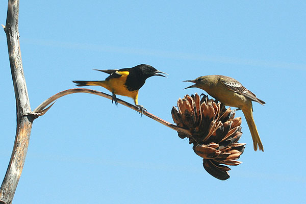 Photo (3): Scott's Oriole