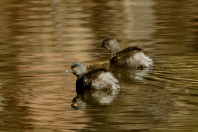 Photo (19): Least Grebe