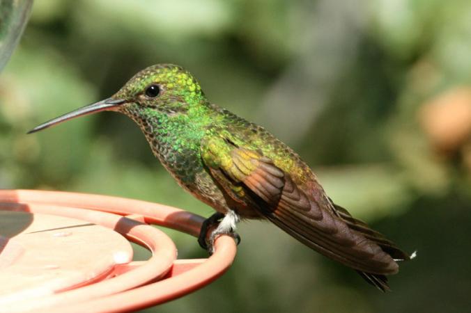 Photo (6): Berylline Hummingbird