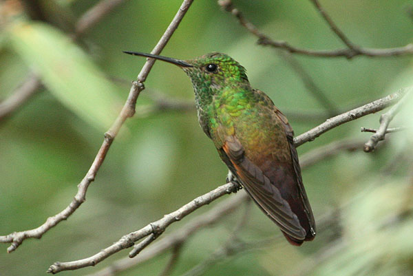 Photo (2): Berylline Hummingbird