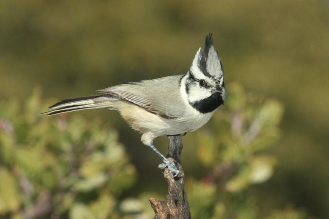 Photo (5): Bridled Titmouse