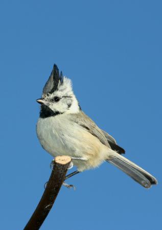 Photo (6): Bridled Titmouse