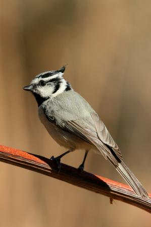 Photo (7): Bridled Titmouse