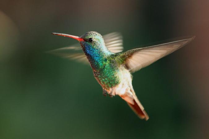 Photo (6): Broad-billed Hummingbird