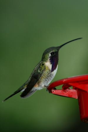 Photo (11): Lucifer Hummingbird