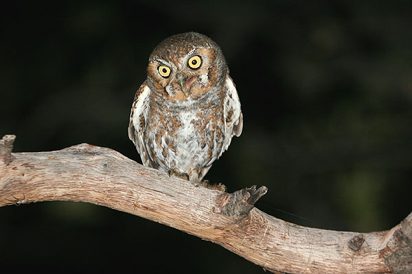 Photo (5): Elf Owl