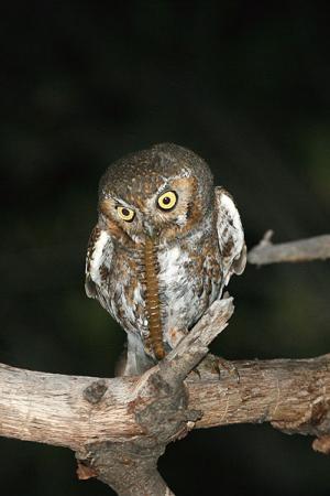 Photo (6): Elf Owl