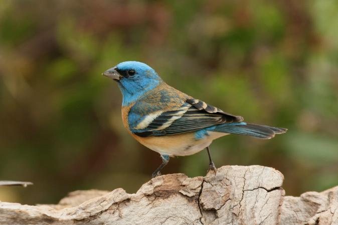 Photo (3): Lazuli Bunting