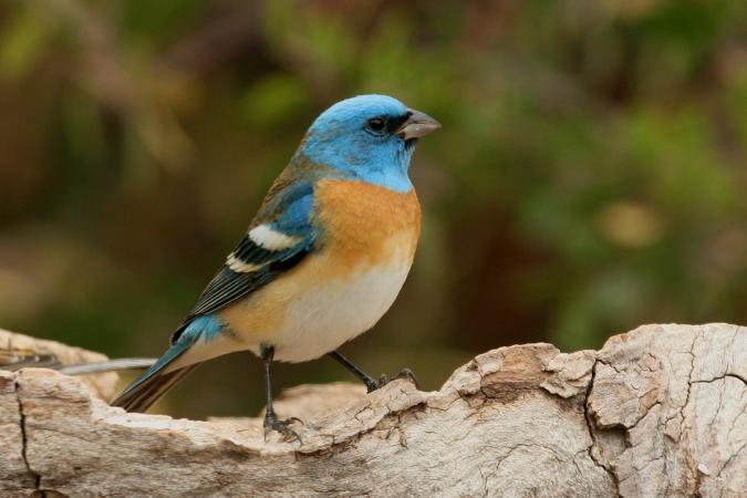 Photo (1): Lazuli Bunting