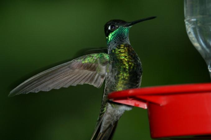 Photo (11): Magnificent Hummingbird