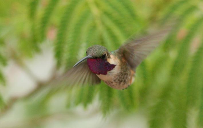 Photo (6): Lucifer Hummingbird