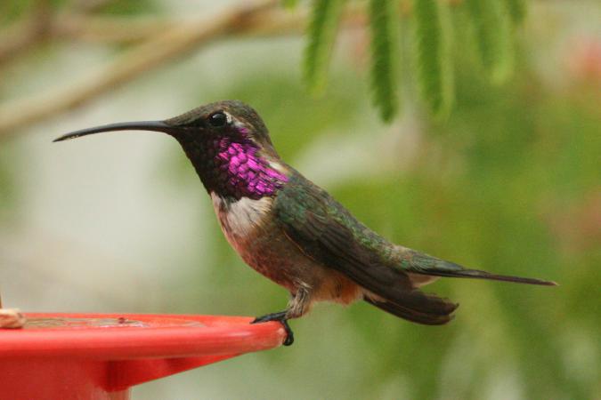 Photo (10): Lucifer Hummingbird