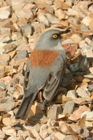 Photo (4): Yellow-eyed Junco