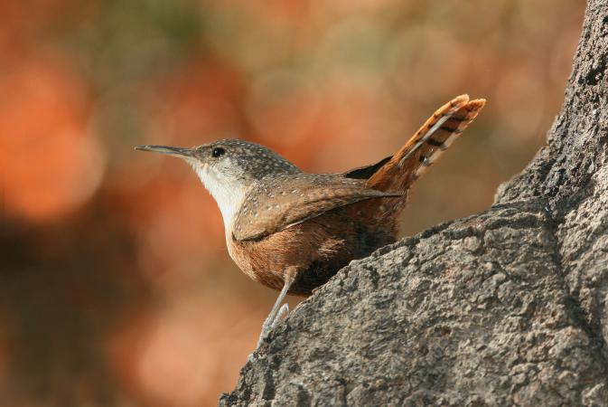 Photo (2): Canyon Wren