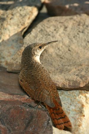 Photo (4): Canyon Wren