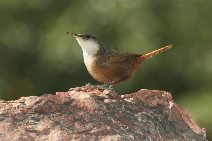 Photo (3): Canyon Wren