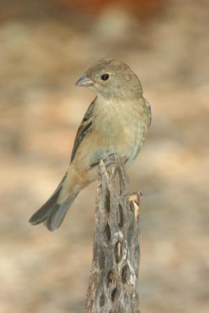 Photo (2): Lazuli Bunting