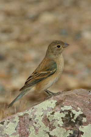 Photo (5): Lazuli Bunting