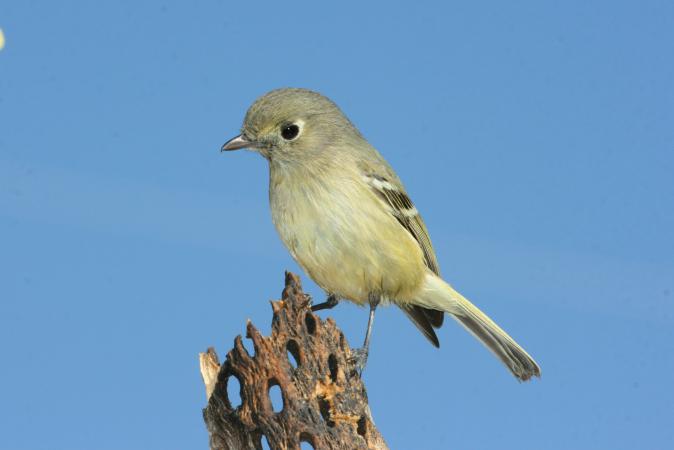 Photo (10): Hutton's Vireo