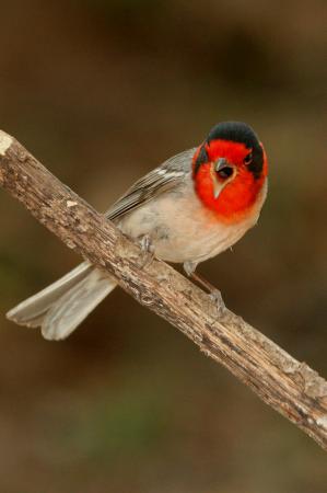 Photo (8): Red-faced Warbler