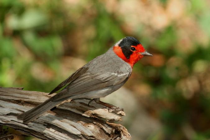 Photo (3): Red-faced Warbler