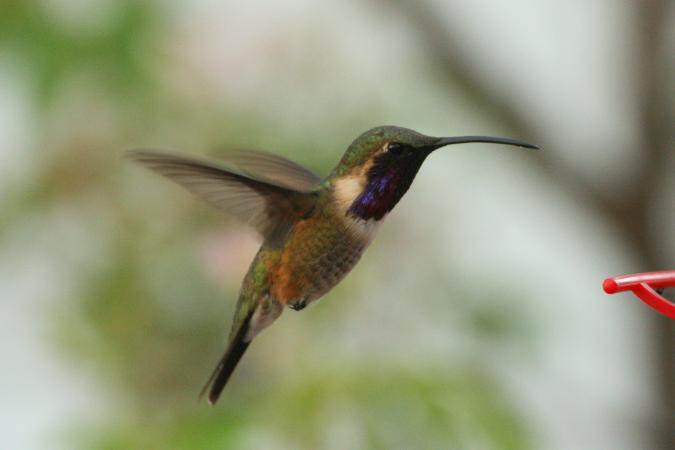 Photo (12): Lucifer Hummingbird