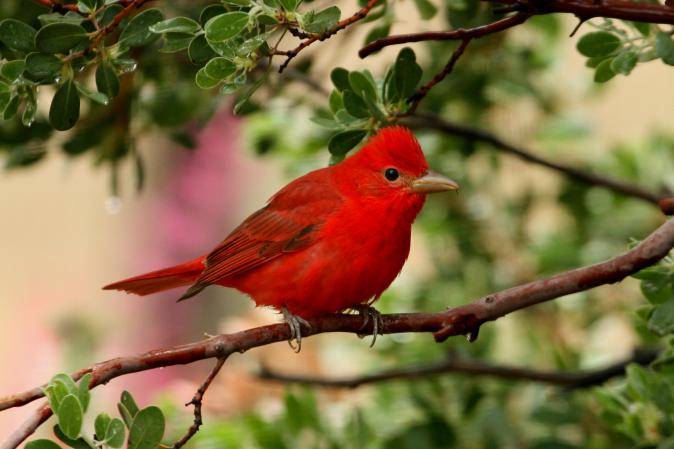 Photo (3): Summer Tanager