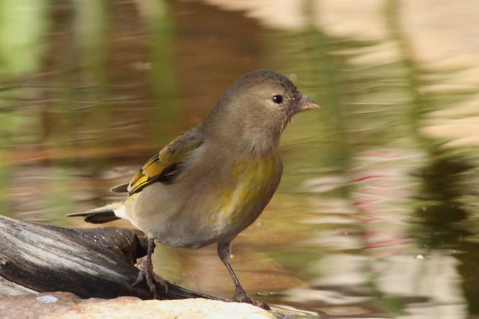 Photo (6): Lawrence's Goldfinch