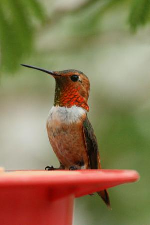 Photo (5): Allen's Hummingbird