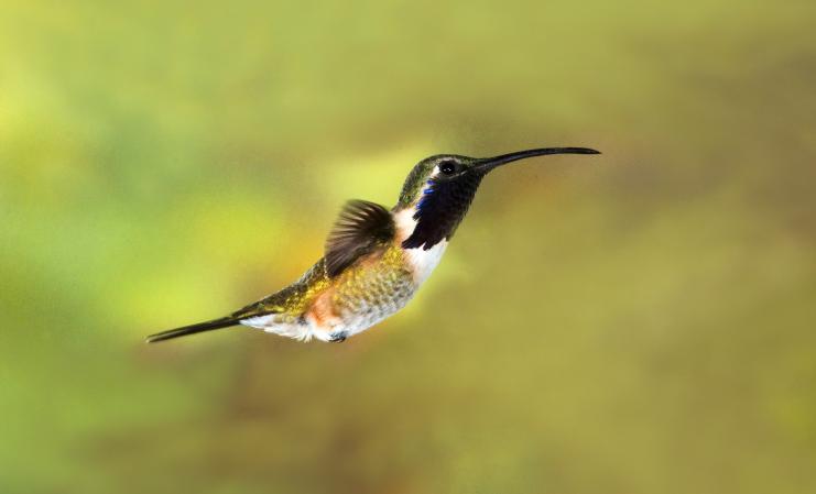 Photo (8): Lucifer Hummingbird