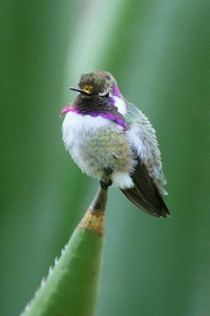 Photo (6): Costa's Hummingbird