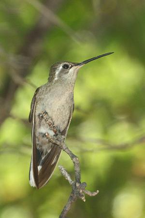 Photo (6): Blue-throated Hummingbird