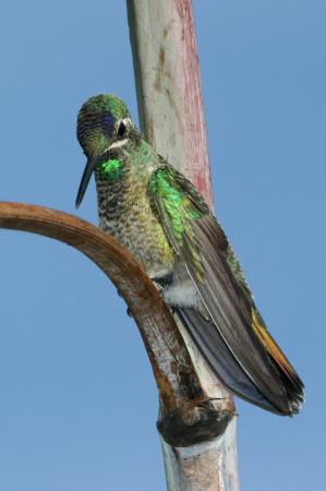 Photo (16): Magnificent Hummingbird