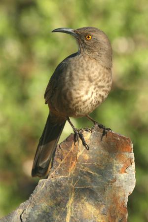 Photo (2): Curve-billed Thrasher