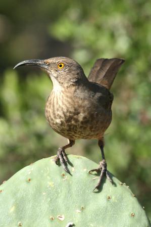 Photo (3): Curve-billed Thrasher